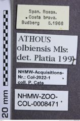 Etikette zu Athous (Orthathous) olbiensis (Mulsant & Guillebeau, 1856) (NHMW-ZOO-COL-0008471)